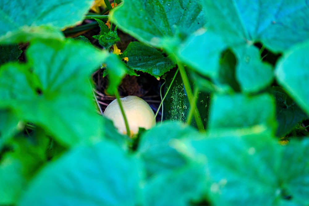 ABMANPP - NATURE - DIGITAL DOWNLOAD