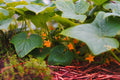 ABMANPP - NATURE - DIGITAL DOWNLOAD