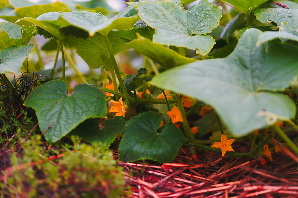 ABMANPP - NATURE - DIGITAL DOWNLOAD