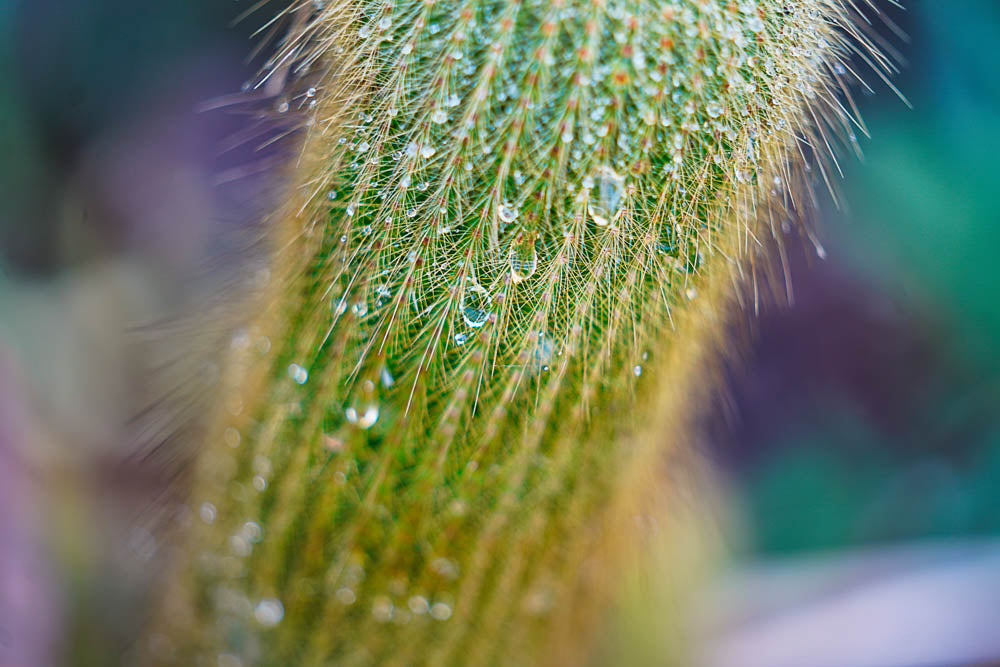 ABMANPP - NATURE - DIGITAL DOWNLOAD