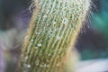 ABMANPP - NATURE - DIGITAL DOWNLOAD