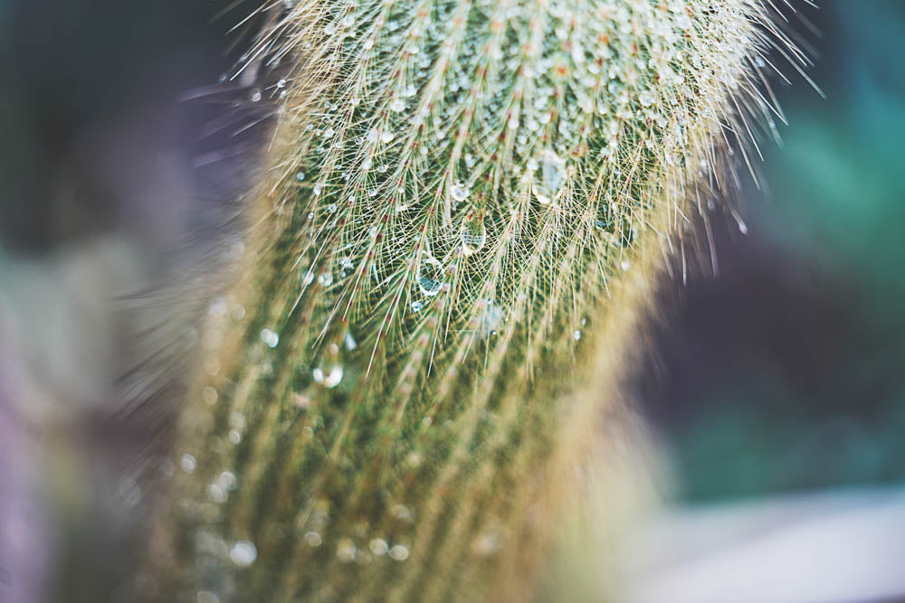 ABMANPP - NATURE - DIGITAL DOWNLOAD