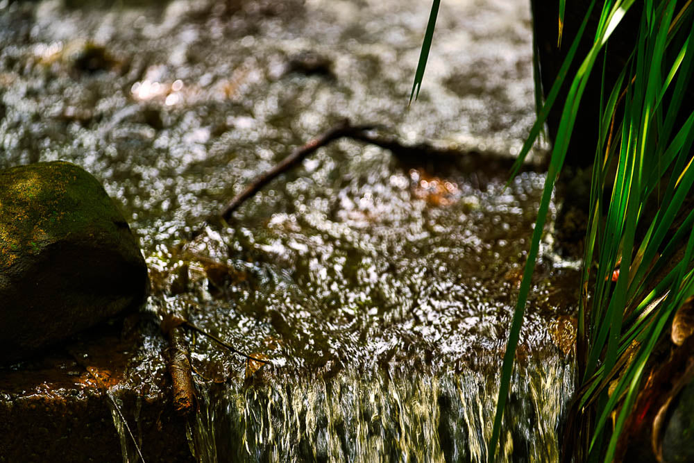 ABMANPP - NATURE - DIGITAL DOWNLOAD