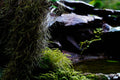 ABMANPP - NATURE - DIGITAL DOWNLOAD