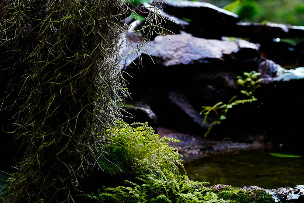 ABMANPP - NATURE - DIGITAL DOWNLOAD