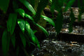 ABMANPP - NATURE - DIGITAL DOWNLOAD