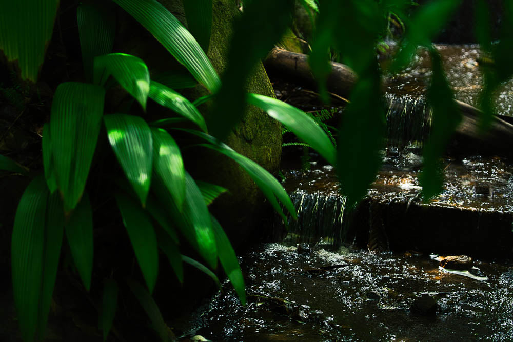 ABMANPP - NATURE - DIGITAL DOWNLOAD