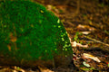 ABMANPP - NATURE - DIGITAL DOWNLOAD