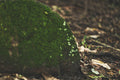 ABMANPP - NATURE - DIGITAL DOWNLOAD