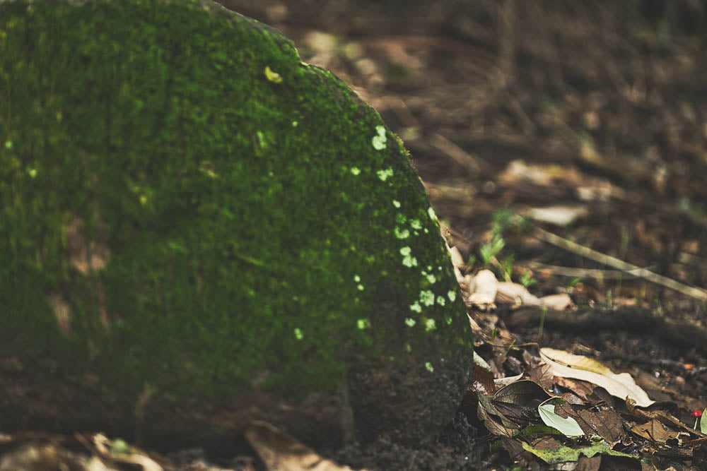 ABMANPP - NATURE - DIGITAL DOWNLOAD