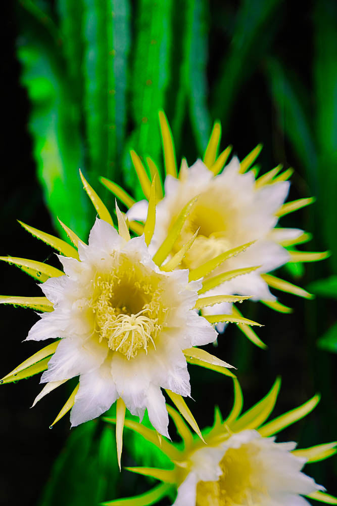 ABMANPP - NATURE - DIGITAL DOWNLOAD