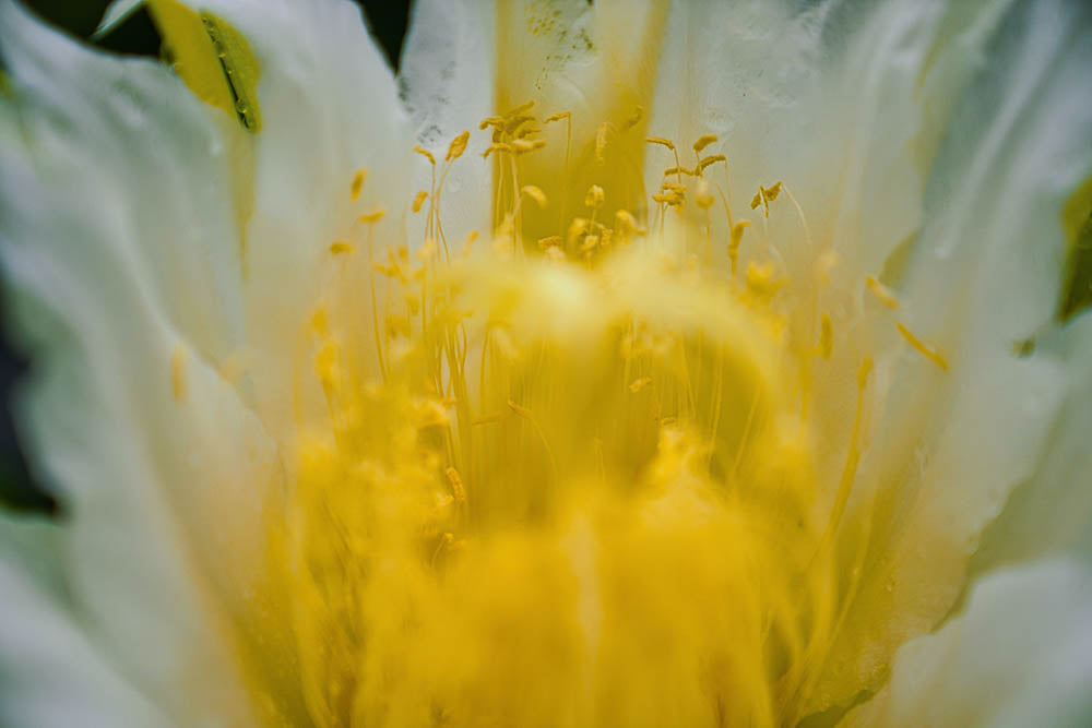 ABMANPP - NATURE - DIGITAL DOWNLOAD