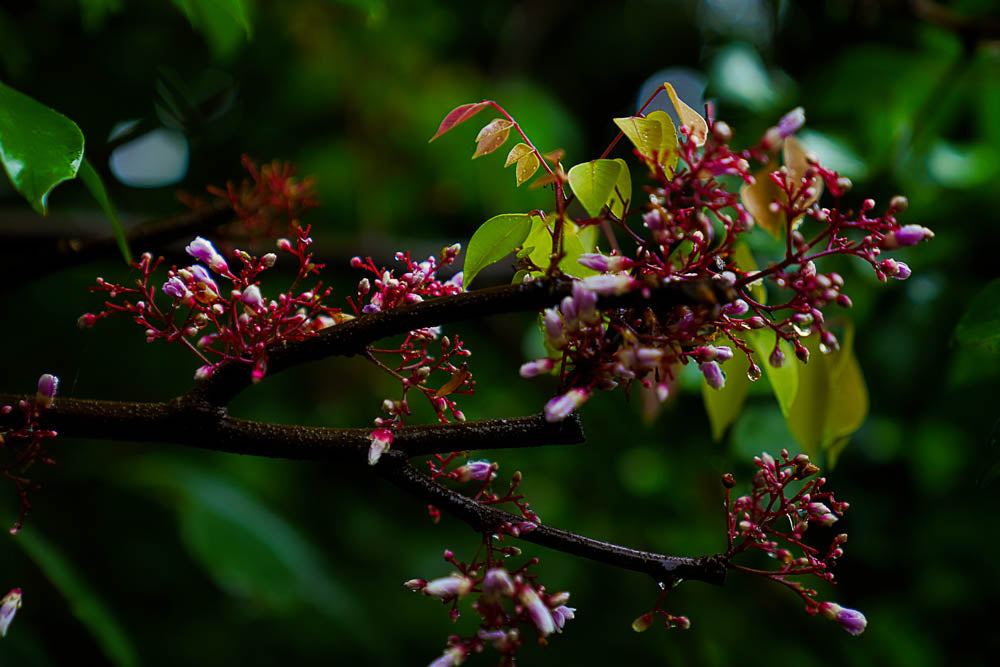 ABMANPP - NATURE - DIGITAL DOWNLOAD