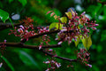 ABMANPP - NATURE - DIGITAL DOWNLOAD