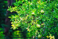 ABMANPP - NATURE - DIGITAL DOWNLOAD