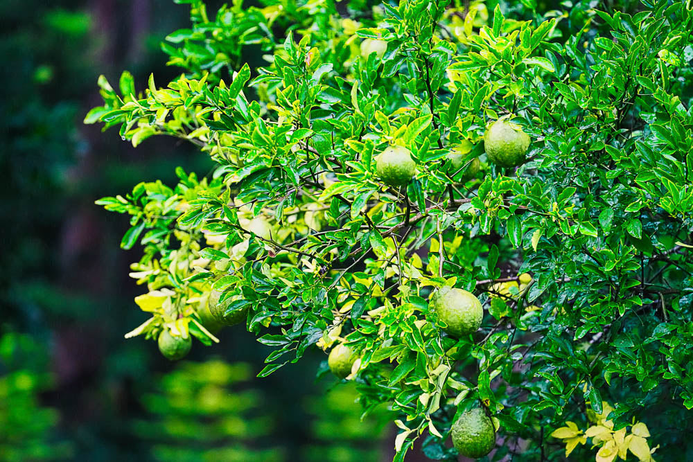 ABMANPP - NATURE - DIGITAL DOWNLOAD