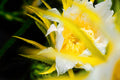 ABMANPP - NATURE - DIGITAL DOWNLOAD