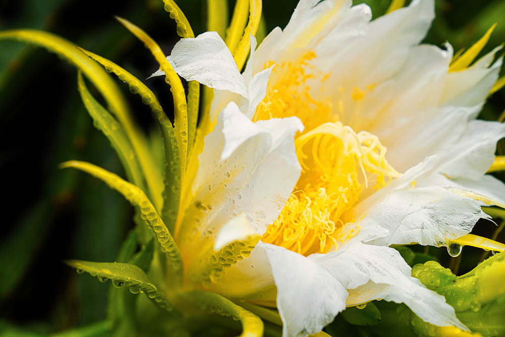 ABMANPP - NATURE - DIGITAL DOWNLOAD