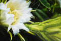 ABMANPP - NATURE - DIGITAL DOWNLOAD