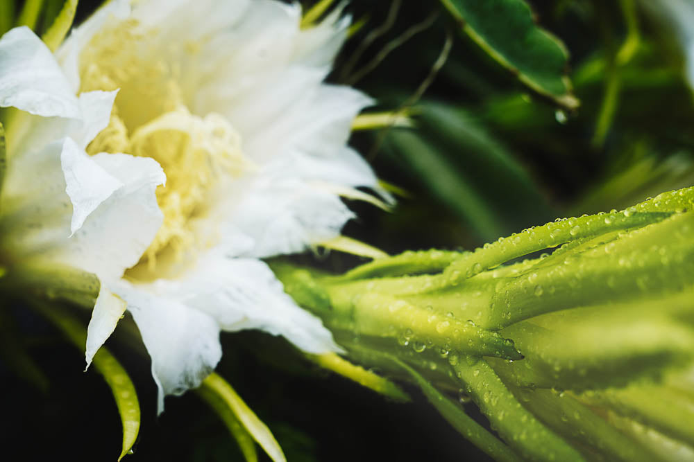 ABMANPP - NATURE - DIGITAL DOWNLOAD