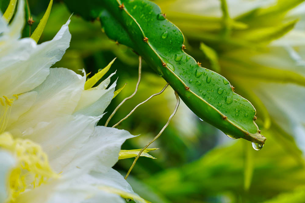 ABMANPP - NATURE - DIGITAL DOWNLOAD