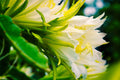 ABMANPP - NATURE - DIGITAL DOWNLOAD