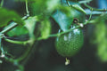 ABMANPP - NATURE - DIGITAL DOWNLOAD