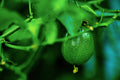 ABMANPP - NATURE - DIGITAL DOWNLOAD