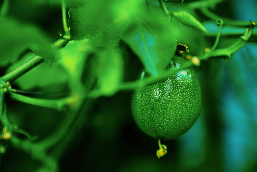 ABMANPP - NATURE - DIGITAL DOWNLOAD