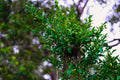 ABMANPP - NATURE - DIGITAL DOWNLOAD