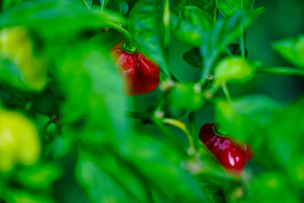 ABMANPP - NATURE - DIGITAL DOWNLOAD