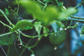 ABMANPP - NATURE - DIGITAL DOWNLOAD