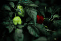 ABMANPP - NATURE - DIGITAL DOWNLOAD