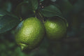 ABMANPP - NATURE - DIGITAL DOWNLOAD