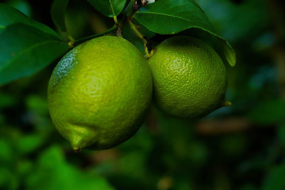 ABMANPP - NATURE - DIGITAL DOWNLOAD
