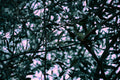 ABMANPP - NATURE - DIGITAL DOWNLOAD