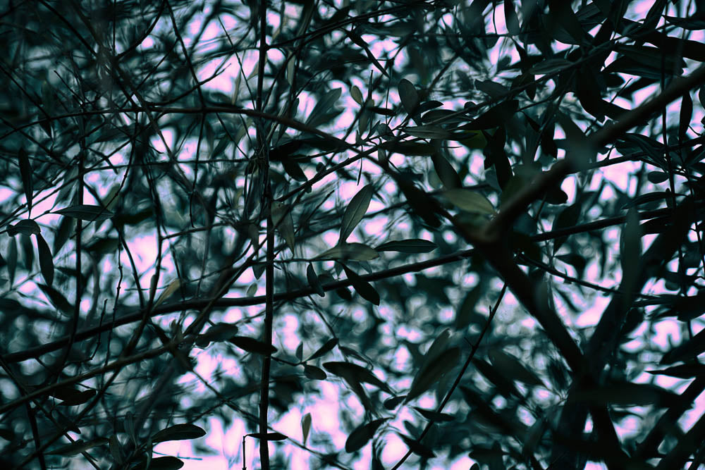 ABMANPP - NATURE - DIGITAL DOWNLOAD