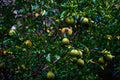 ABMANPP - NATURE - DIGITAL DOWNLOAD
