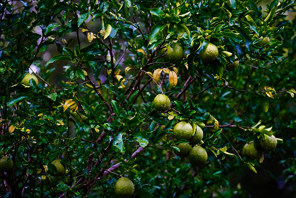 ABMANPP - NATURE - DIGITAL DOWNLOAD
