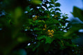 ABMANPP - NATURE - DIGITAL DOWNLOAD