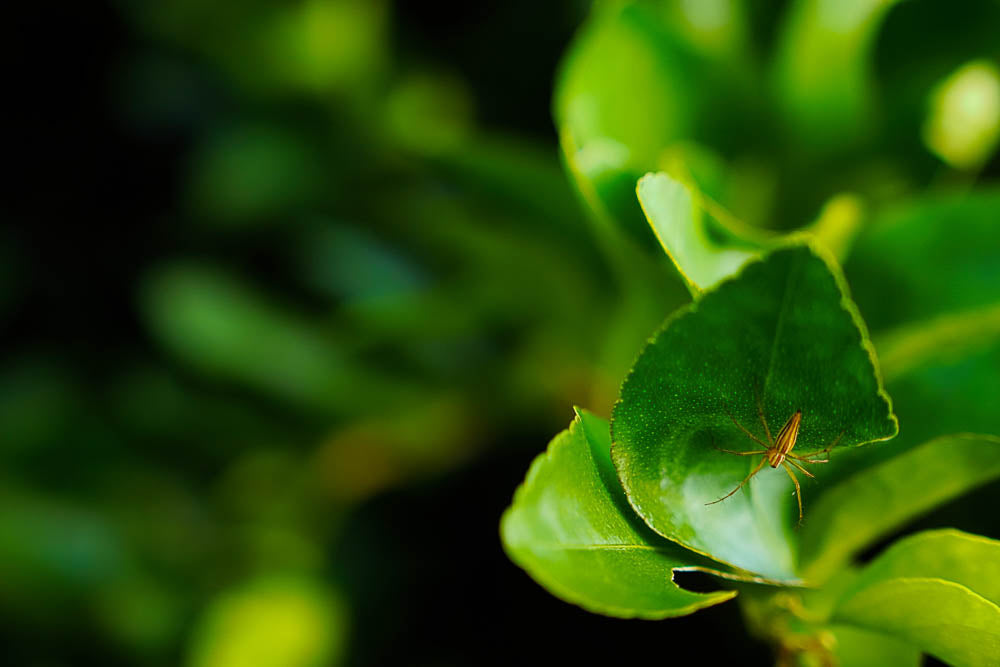 ABMANPP - NATURE - DIGITAL DOWNLOAD