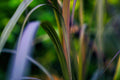 ABMANPP - NATURE - DIGITAL DOWNLOAD