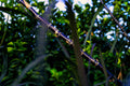 ABMANPP - NATURE - DIGITAL DOWNLOAD