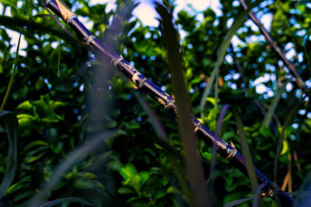ABMANPP - NATURE - DIGITAL DOWNLOAD