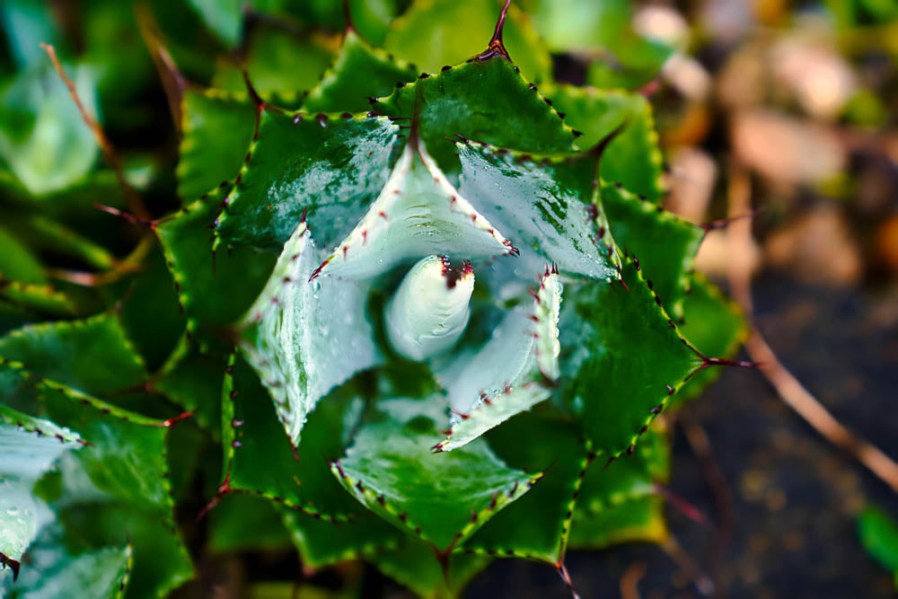 ABMANPP - NATURE - DIGITAL DOWNLOAD